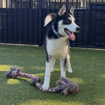 Husky and Mixed Breed Dogs Available for Adoption in Charlottesville, Virginia - Haagen Dazs | PetCurious