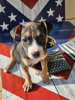 Mercy Warren -  Mixed Breed Dog for Adoption in Buford, Georgia - Mercy Warren | PetCurious