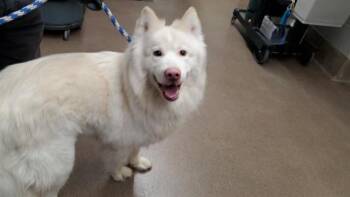 Siberian Husky Dogs Available for Adoption in Aurora, Illinois - HONDO | PetCurious