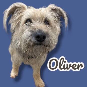 Terrier and Mixed Breed Dogs Available for Adoption in Scottsdale, Arizona - Charlie | PetCurious
