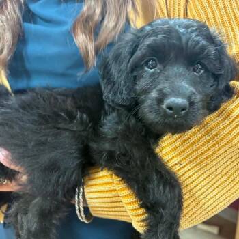 Ducky Puppy: Lorelai -  Dachshund and Mixed Breed Dog for Adoption in Washington, District Of Columbia - Ducky Puppy: Lorelai | PetCurious