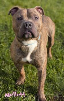 Mullett -  Fox Terrier and Mixed Breed Dog for Adoption in Mason, Michigan - Mullett | PetCurious