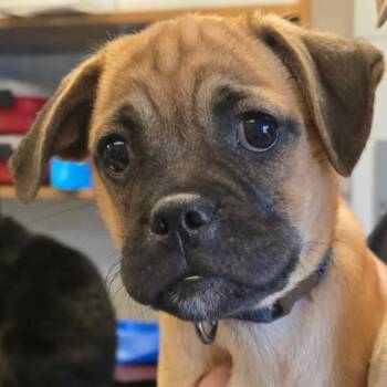 Hattie -  Mixed Breed Dog for Adoption in Houston, Texas - Hattie | PetCurious