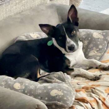 Rescue Mixed Breed Dogs for Adoption in Buffalo, Minnesota - Sandy | PetCurious