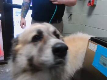 Great Pyrenees Dogs Available for Adoption - FYNN | PetCurious