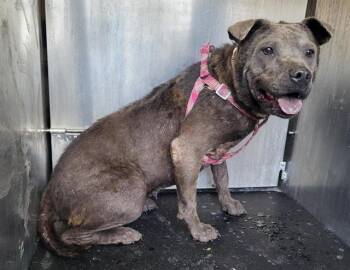 A811448 -  American Staffordshire Terrier Dog for Adoption in San Antonio, Texas - A811448 | PetCurious
