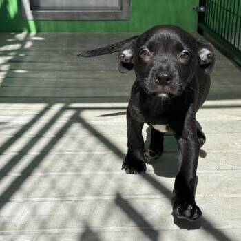 Storm -  Pit Bull Terrier and Retriever Dog for Adoption in Bradenton, Florida - Storm | PetCurious
