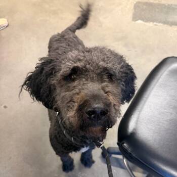 Walker -  Poodle and Mixed Breed Dog for Adoption in Tampa, Florida - Walker | PetCurious