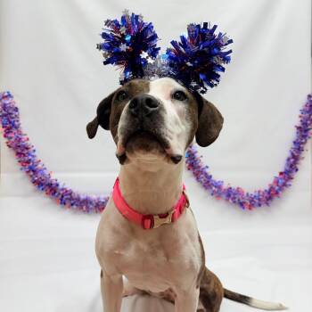 746 (2026) Marley -  American Staffordshire Terrier and Pit Bull Terrier Dog for Adoption in Parker, Colorado - 746 (2026) Marley | PetCurious