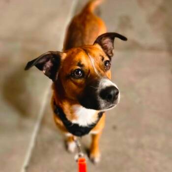 Barkley -  Shepherd Dog for Adoption in Stamford, Connecticut - Barkley | PetCurious