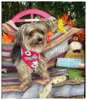 Sirius -  Yorkshire Terrier Dog for Adoption in Sebring, Florida - Sirius | PetCurious