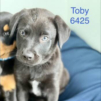 Labrador Retriever Dogs Available for Adoption in Tacoma, Washington - Toby | PetCurious