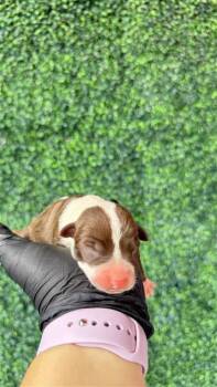 61181879 -  Mixed Breed Dog for Adoption in El Paso, Texas - 61181879 | PetCurious