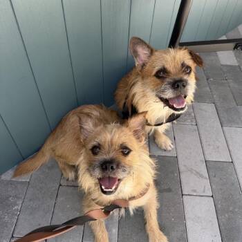 David - Black 9735 -  Yorkshire Terrier and French Bulldog Dog for Adoption in Loxahatchee Groves, Florida - David - Black 9735 | PetCurious