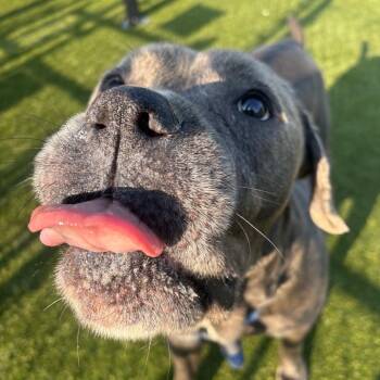 Cane Corso Dogs Available for Adoption in Philadelphia, Pennsylvania - Jobe | PetCurious