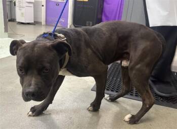 Staffordshire Bull Terrier and Mixed Breed Dogs Available for Adoption - WYATT | PetCurious