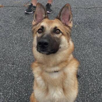 German Shepherd Dog Dogs Available for Adoption in New Ringgold, Pennsylvania - Tito (26-138) | PetCurious