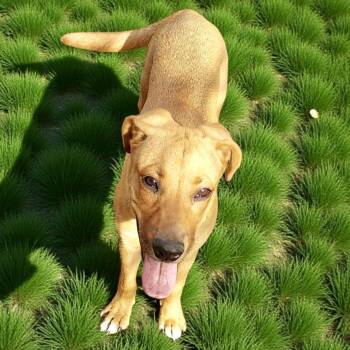 Rescue Labrador Retriever Dogs for Adoption in Austin, Texas - Hattie | PetCurious