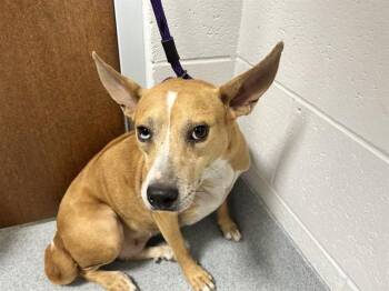 HONEY -  German Shepherd Dog and Chihuahua Dog for Adoption in Ocala, Florida - HONEY | PetCurious