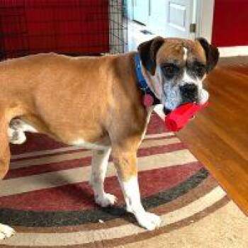 Sebastian -  Boxer Dog for Adoption in Davis, California - Sebastian | PetCurious