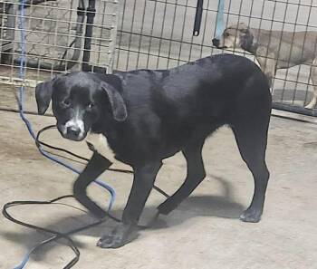 Rescue Labrador Retriever Dogs for Adoption in Manchester, Connecticut - Bones | PetCurious