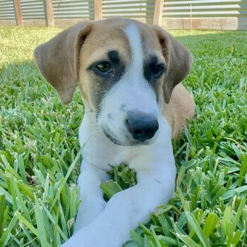 Dottie -  Beagle Dog for Adoption in Austin, Texas - Dottie | PetCurious