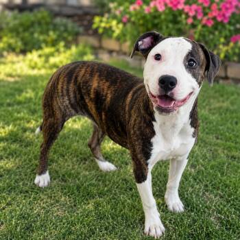 Boxer Dogs Available for Adoption in Fosters, Alabama - AZALEA RUE | PetCurious