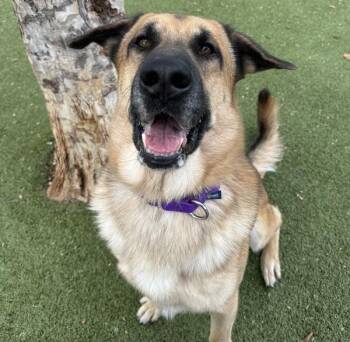 Anatolian Shepherd and German Shepherd Dog Dogs Available for Adoption - Sam Winchester | PetCurious