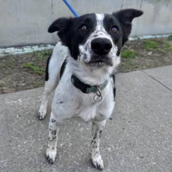 Australian Cattle Dog Blue Heeler Dogs Available for Adoption in Warrensburg, Missouri - Lizzy | PetCurious