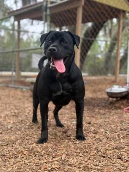 Black Labrador Retriever Dogs Available for Adoption - Maggie | PetCurious