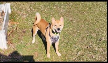 Shiba Inu Dogs Available for Adoption - Cedar | PetCurious