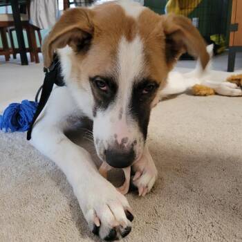 Simba D70698 -  Saint Bernard and Mixed Breed Dog for Adoption in Minnetonka, Minnesota - Simba D70698 | PetCurious