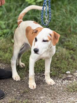 Benny -  Labrador Retriever and Hound Dog for Adoption in Ashville, Ohio - Benny | PetCurious