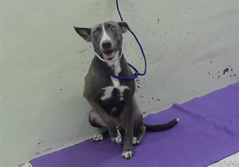 TATUM -  Blue Lacy and Mixed Breed Dog for Adoption in Houston, Texas - TATUM | PetCurious