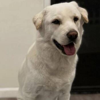 Yellow Labrador Retriever and Great Pyrenees Dogs Available for Adoption in Huntington Beach, California - Ocean | PetCurious