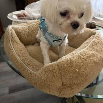 Jewel -  Maltese Dog for Adoption in Maitland, Florida - Jewel | PetCurious