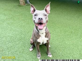 ORBEE -  Mixed Breed Dog for Adoption in West Palm Beach, Florida - ORBEE | PetCurious