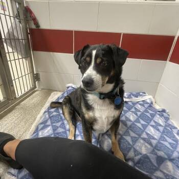 Pip -  Terrier and Mixed Breed Dog for Adoption in Chesapeake, Virginia - Pip | PetCurious