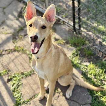 Labrador Retriever and Mixed Breed Dogs Available for Adoption - SEPTEMBER | PetCurious