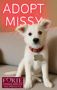 American Eskimo Dog and Jack Russell Terrier Dogs Available for Adoption - Missy | PetCurious