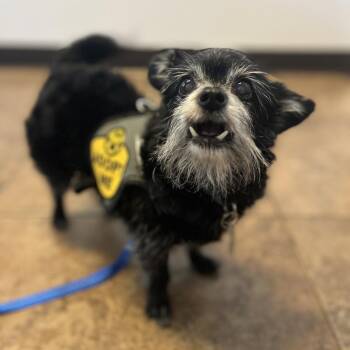 Maggie -  Terrier and Chihuahua Dog for Adoption in Ashland, Oregon - Maggie | PetCurious