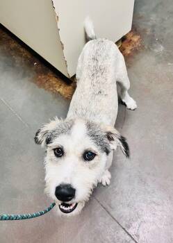 Rapunzel -  Terrier Dog for Adoption in Council Bluffs, Iowa - Rapunzel | PetCurious