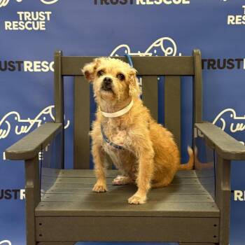 ELLE -  Terrier Dog for Adoption in Waterford, New Jersey - ELLE | PetCurious