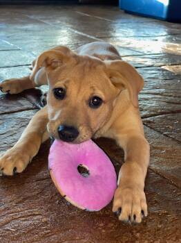 Labrador Retriever and German Shepherd Dog Dogs Available for Adoption in Byhalia, Mississippi - FRITO | PetCurious