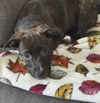 Candy Litter:  Lollipop -  Labrador Retriever and Dalmatian Dog for Adoption in Berwick, Pennsylvania - Candy Litter:  Lollipop | PetCurious