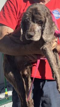 Rescue Cocker Spaniel Dogs for Adoption in Jamestown, California - Tuxedo | PetCurious