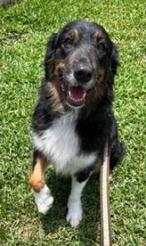 Lady -  Australian Shepherd Dog for Adoption in Wekiwa Springs, Florida - Lady | PetCurious