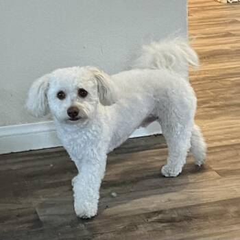 Miniature Poodle and Mixed Breed Dogs Available for Adoption in Las Vegas, Nevada - Watermelon | PetCurious