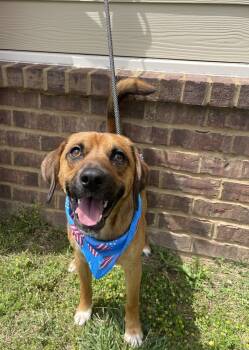 Rescue Mixed Breed Dogs for Adoption in Dickson, Tennessee - Barley | PetCurious