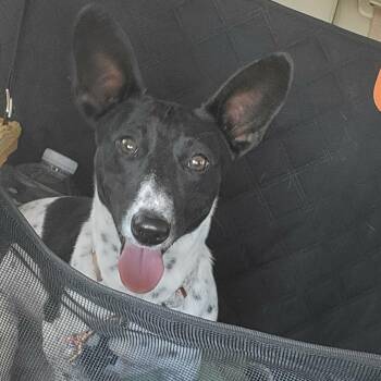 Wirehaired Dachshund and Terrier Dogs Available for Adoption in Oklahoma City, Oklahoma - Irma Gerd | PetCurious